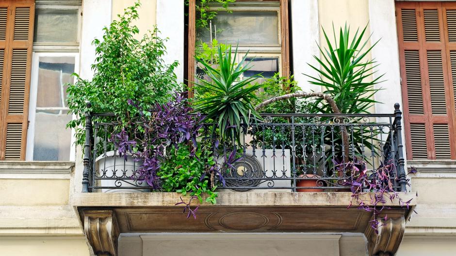 Balcon  l'ombre: 17 plantes  privilgier