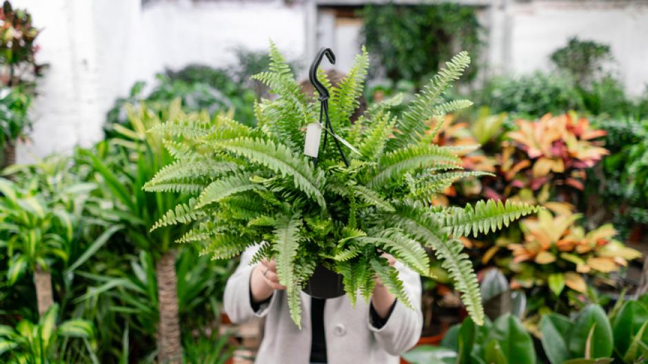 gezonde plant winkel kamerplanten