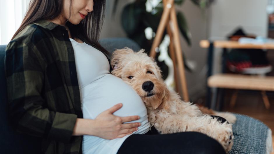 voelen huisdieren dat je zwanger bent