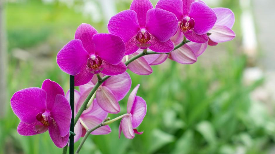 orchidee opnieuw bloeien