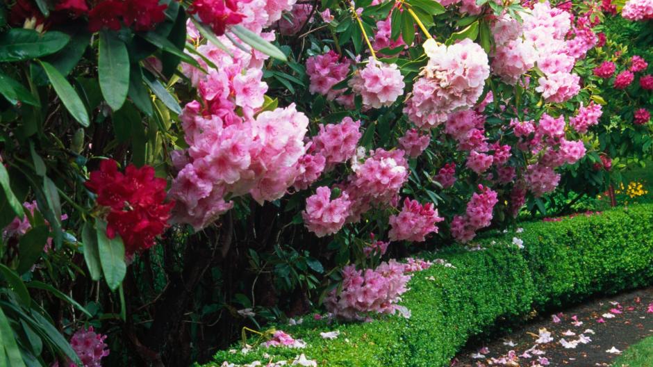 rododendron