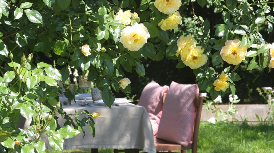 geurende planten