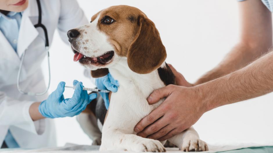 bang voor dierenarts