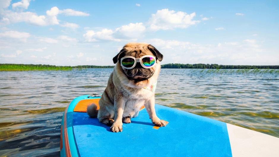 chiens admis