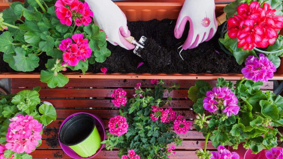 fleurs jardinière jardinage plantes