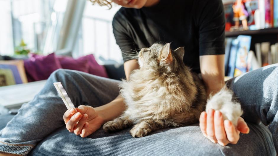 kat, klitten