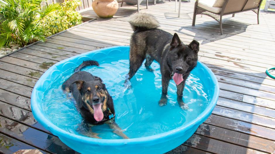zwembadje, hond
