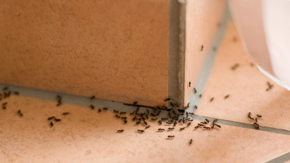 Fourmis maison