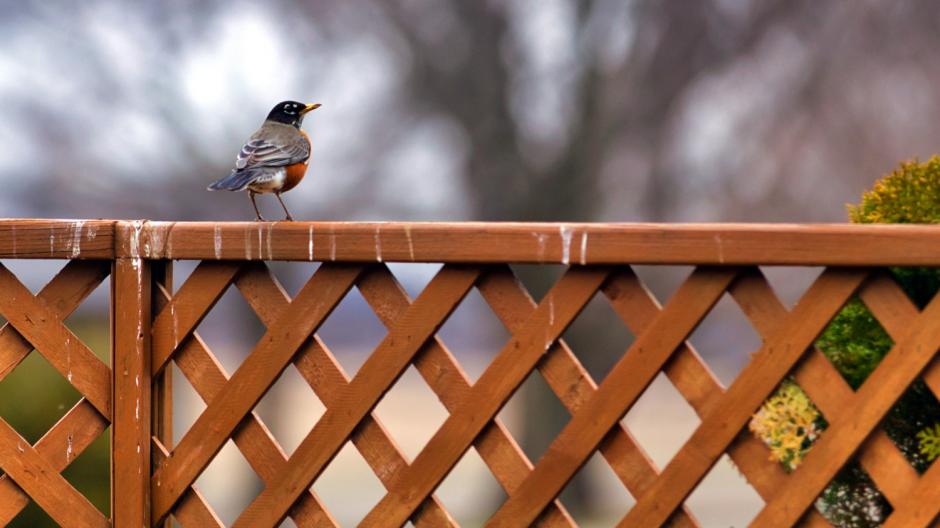 vogelpoep verwijderen