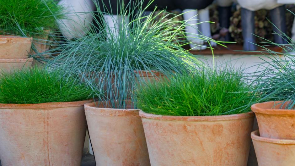 Siergrassen in pot