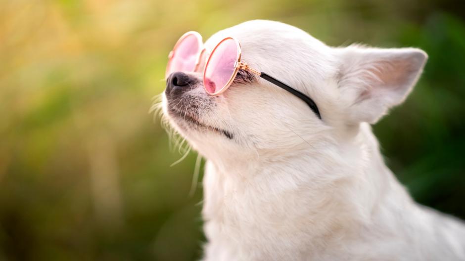 hond verbranden, zonnecrème