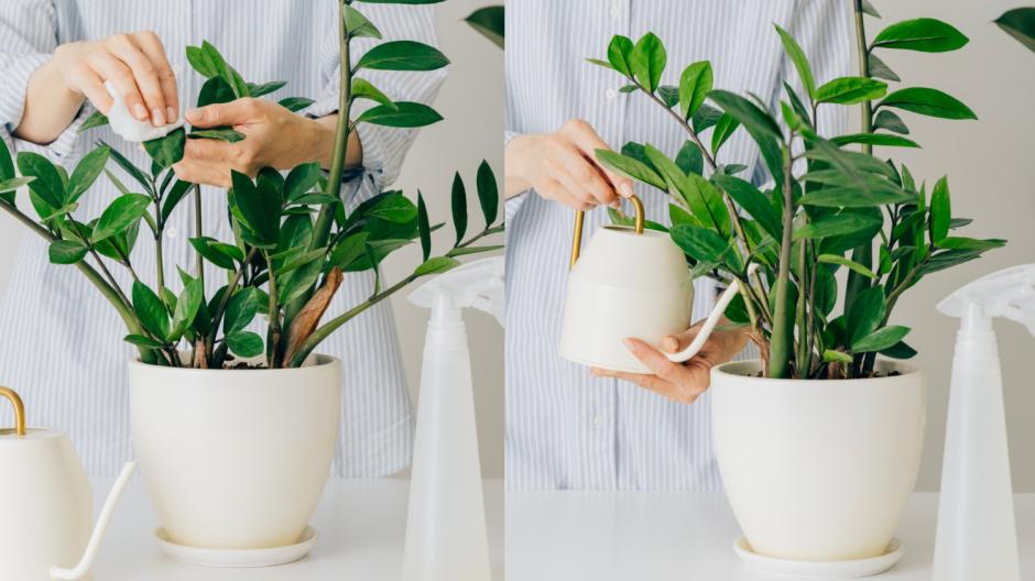 zz-plant