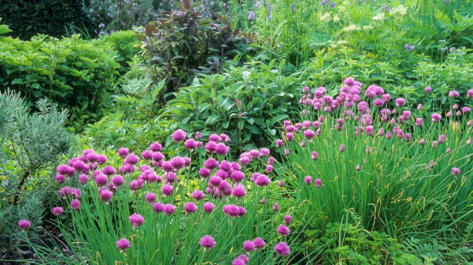 Jardin vert fleurs violettes