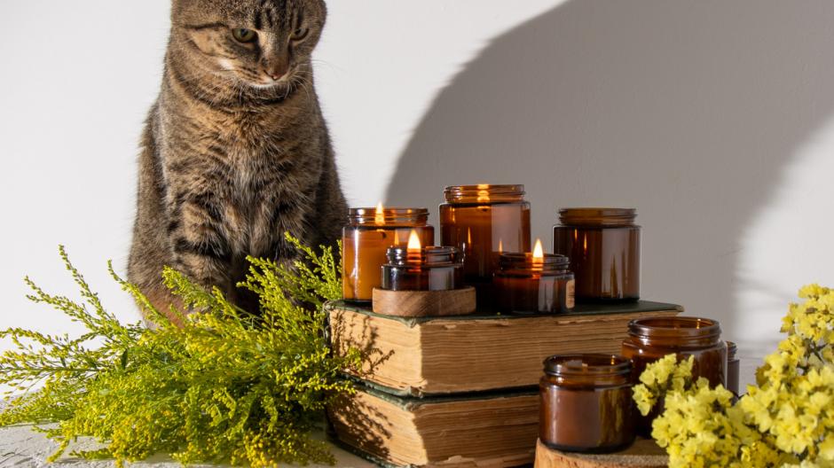 katten geur
