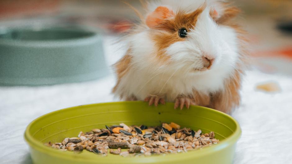 cavia vitamine C