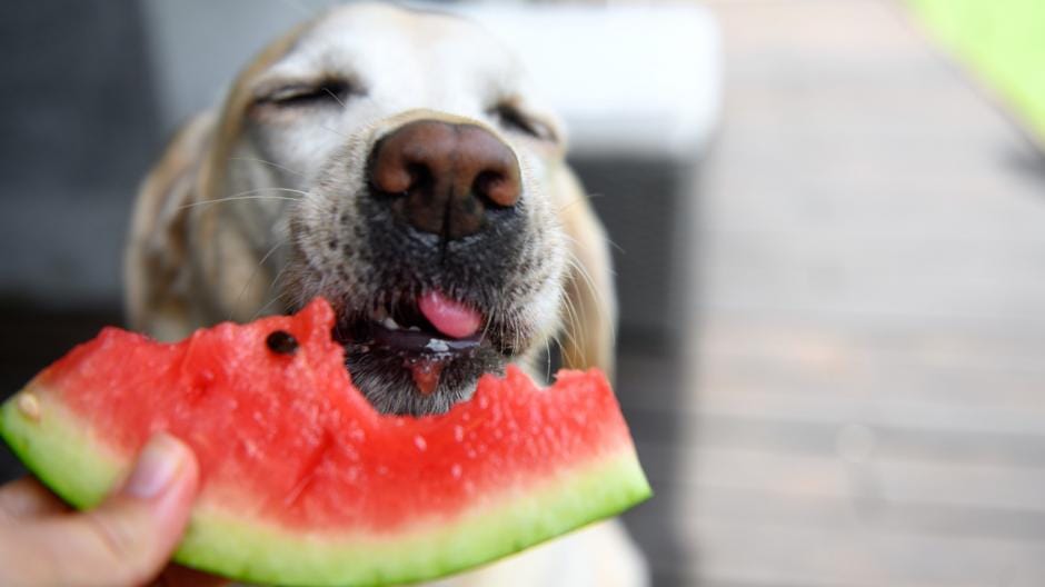 hond fruit groenten