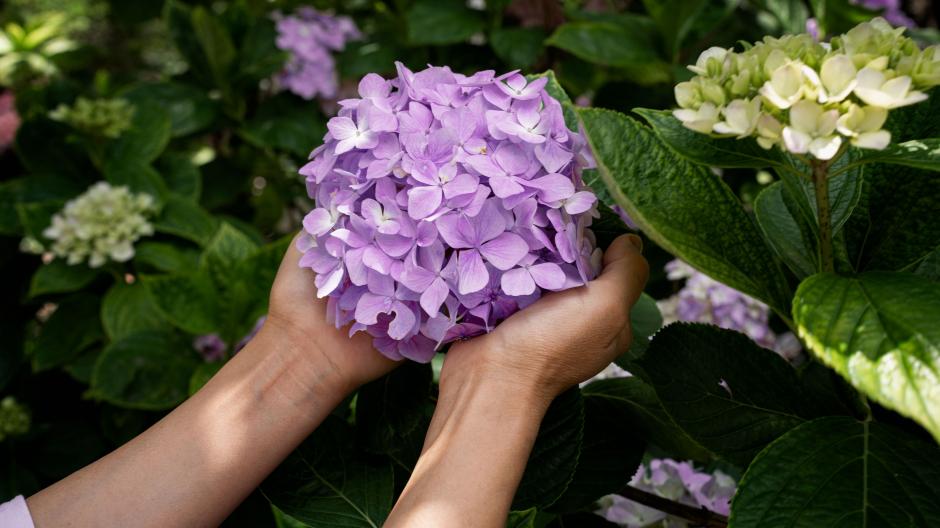 bouturer hortensias