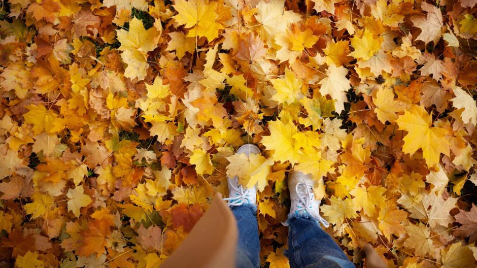 recycler feuilles mortes que faire automne