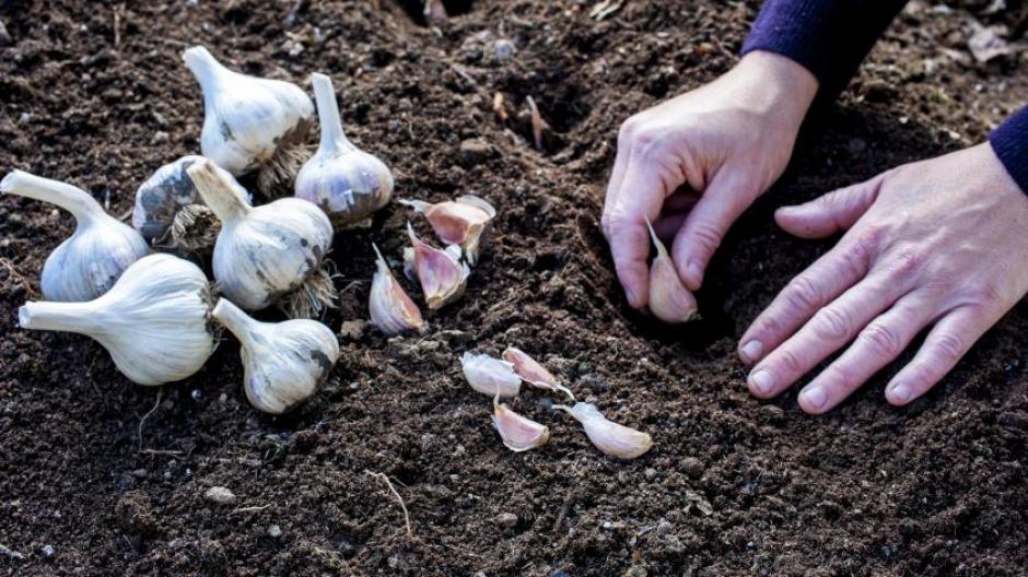 knoflook planten