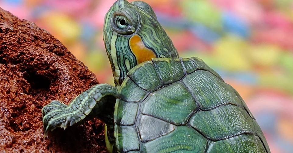 augustus is de verkoop van kleine waterschildpadjes voorgoed verleden tijd