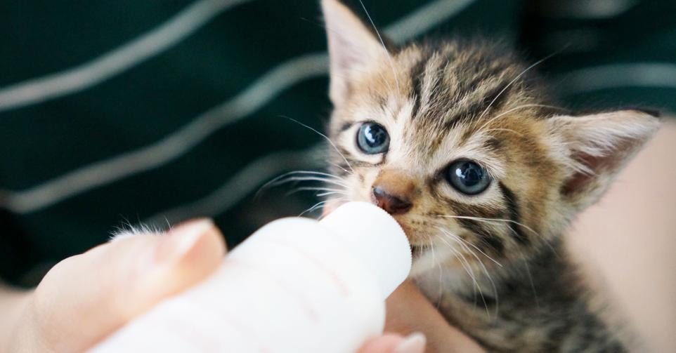 Devenez Famille D Accueil Pour Un Chaton Et Sauvez Lui La Vie