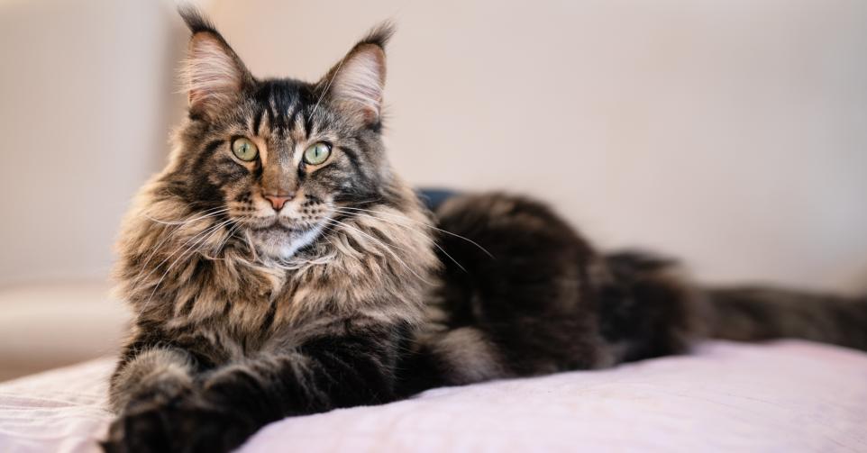 Maine Coon - Getty Images