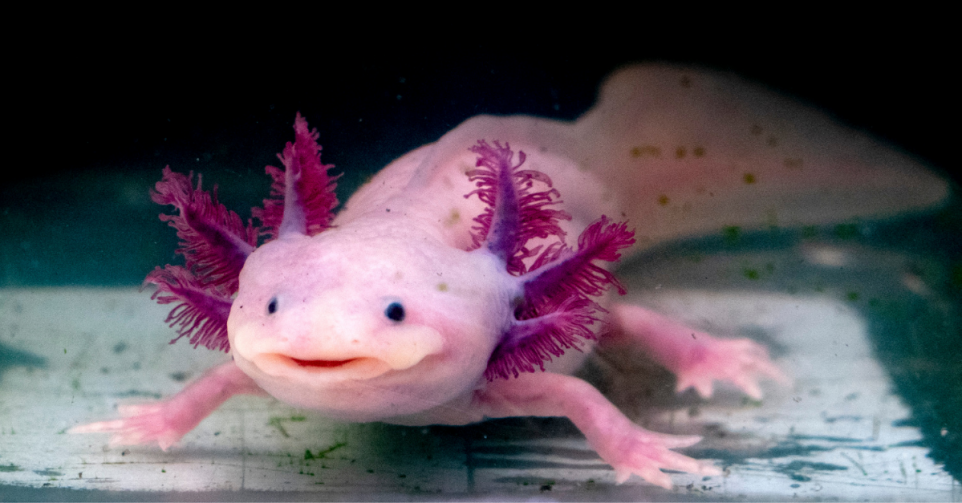 Axolotl DR Flair Canva
