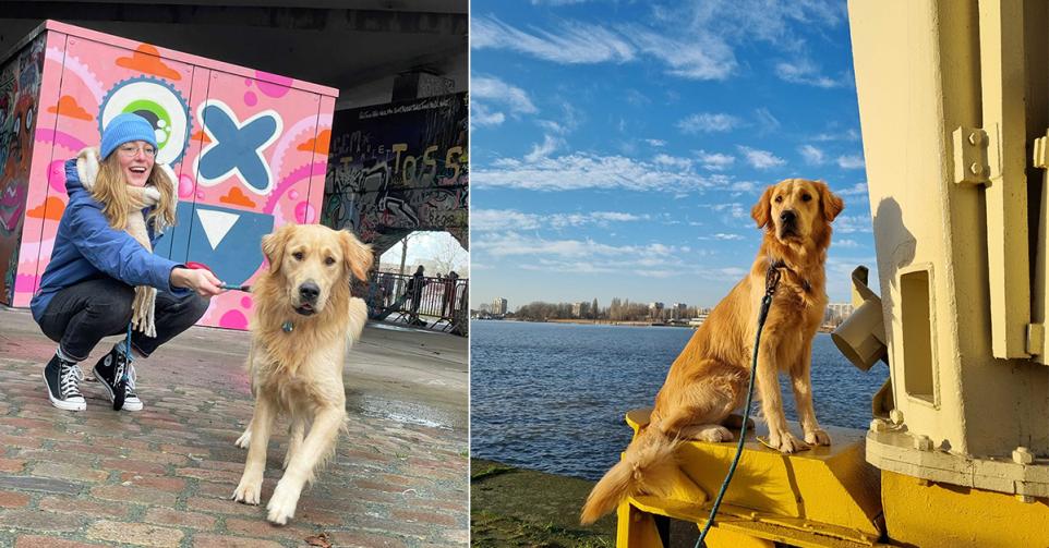 dog tour Antwerpen