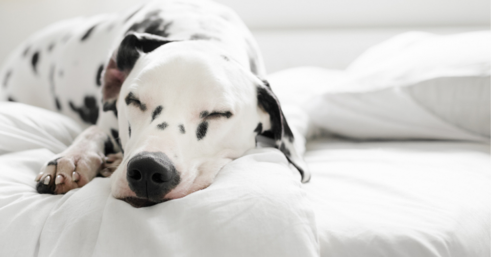 Faut-il laisser son animal de compagnie dormir au lit? - Getty Images