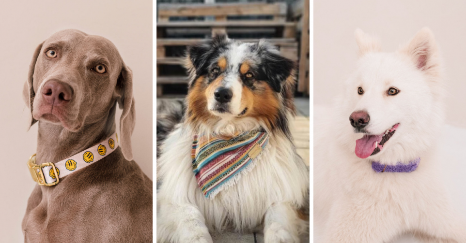 8 colliers pour chiens ultra tendance DR Dogguo et Bandanas Boho Montage Flair