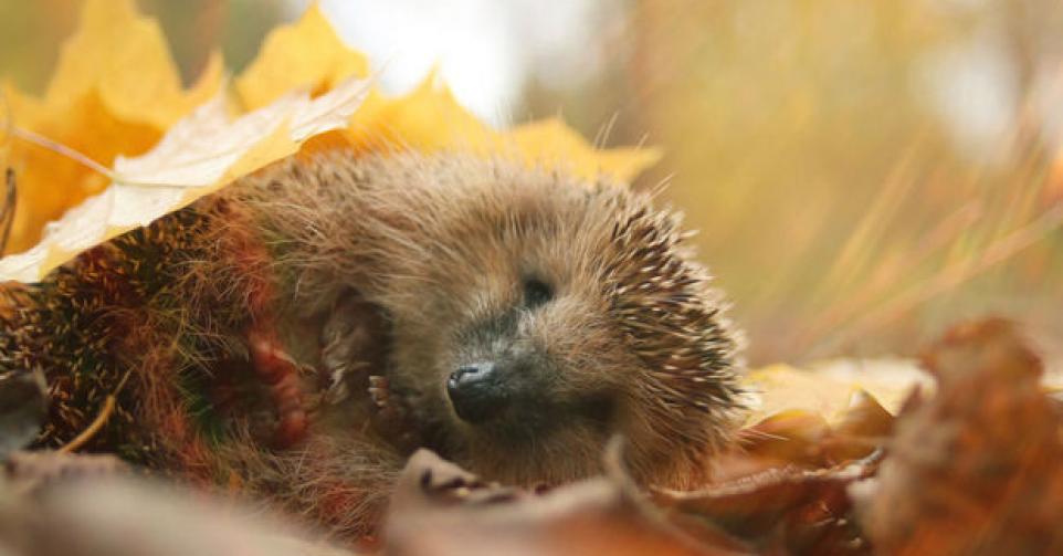 Pourquoi les feuilles mortes sont un atout au jardin ?