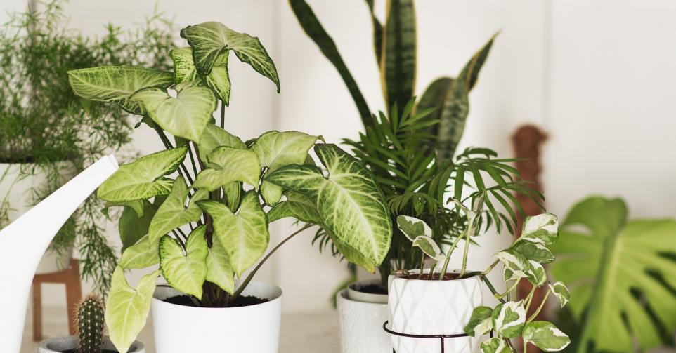 Pop-up plantes - ©Getty