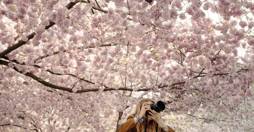 Cerisiers du Japon - Getty