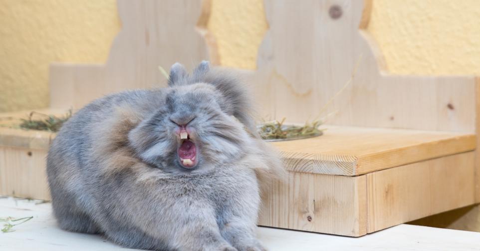 Voici les photos d'animaux les plus drôles de l'année