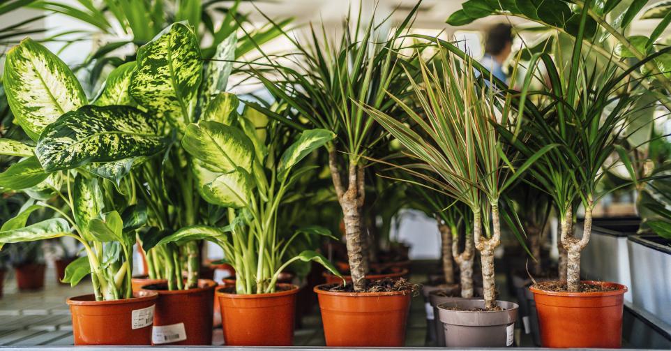 Pop-up plantes - Getty