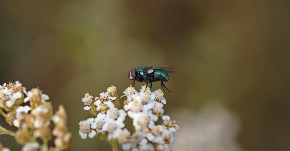 nouvelle espèce mouche