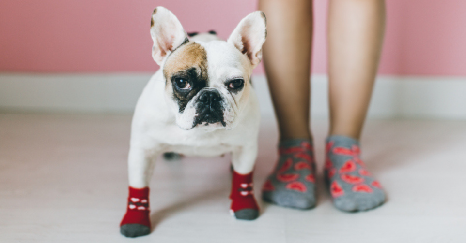 Une vétérinaire épingle certaines races de chiens DR Getty Images