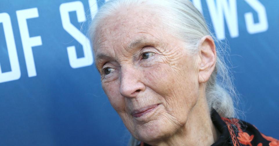 Jane Goodall