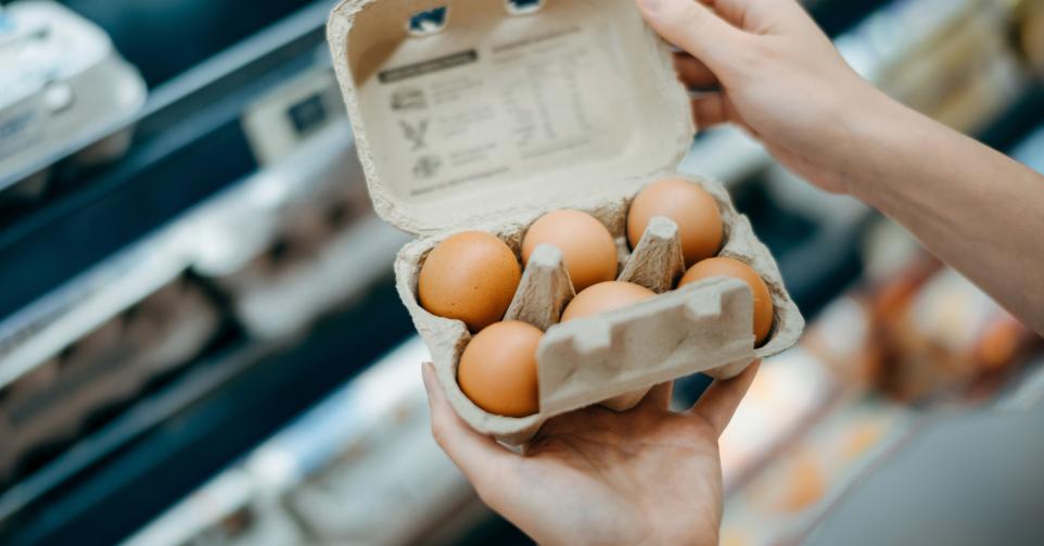 oeufs fipronil