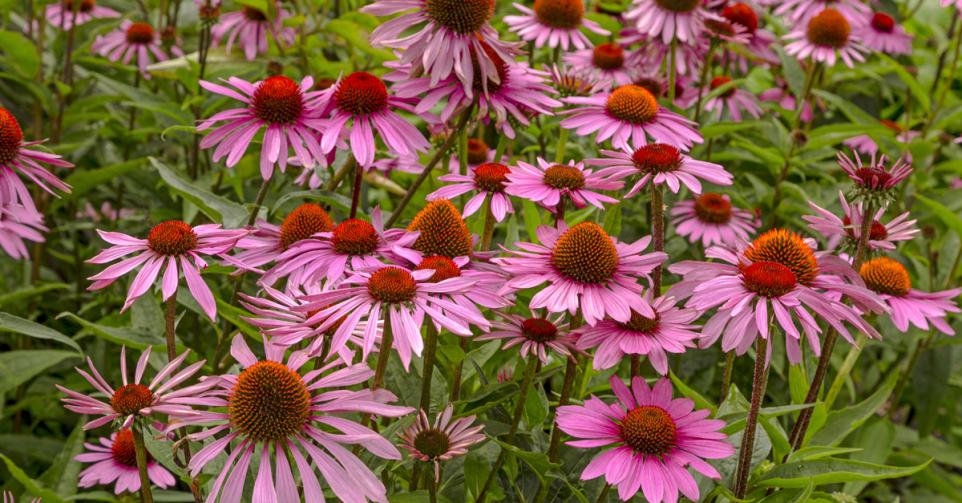 Echinacea purpurea