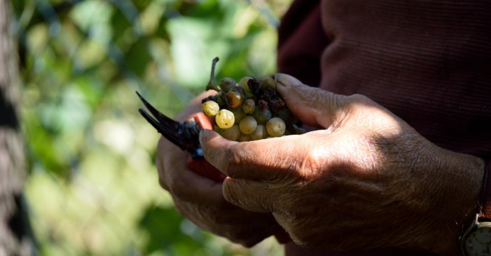 albariño