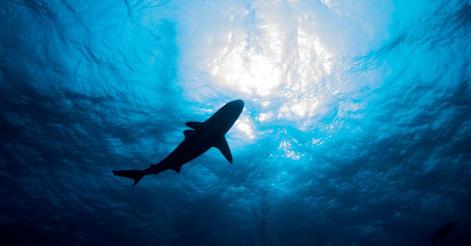 requin