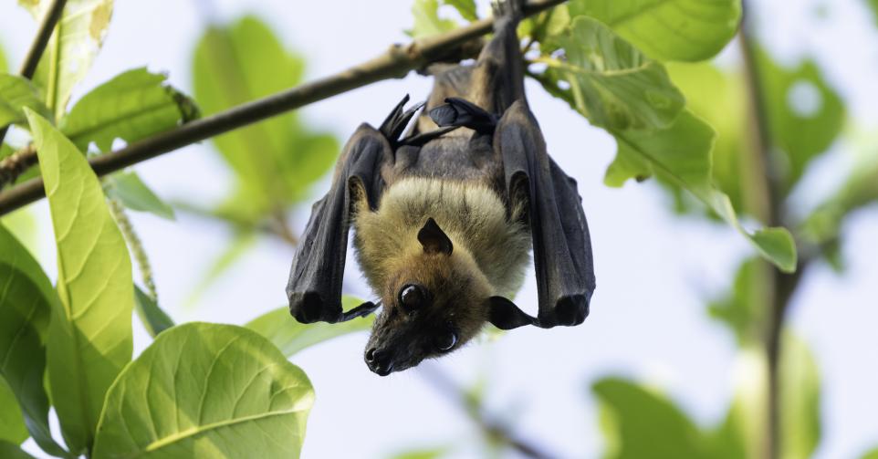 Plus de 20 espèces de chauve-souris à observer à Bruxelles: voici