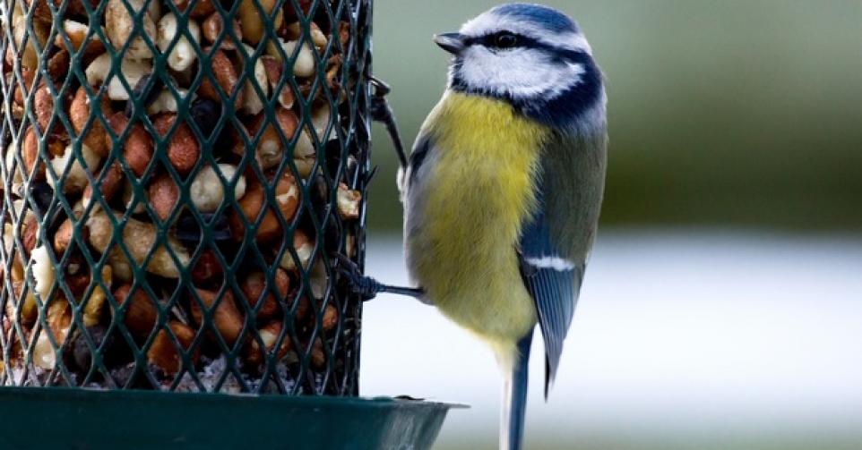 Des oiseaux au jardin: des idées pour les attirer ou les éloigner