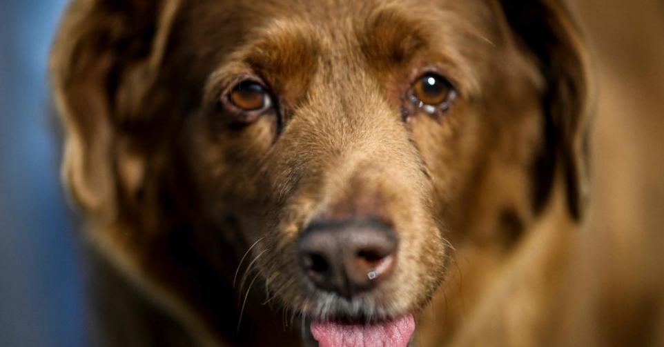 plus vieux chien du monde