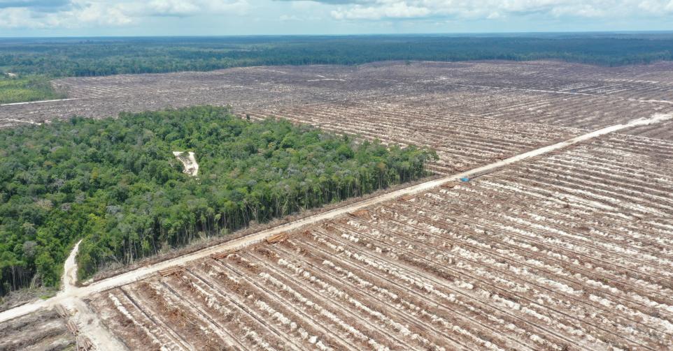 Oktober 2022, ontbossing in Centraal-Kalimantan, een provincie in Indonesië