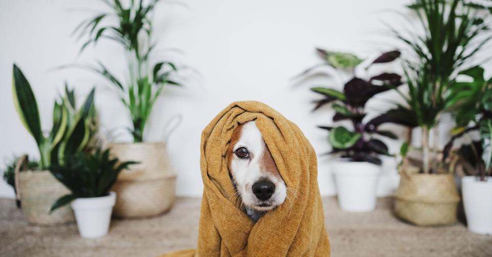 Border chien - Getty