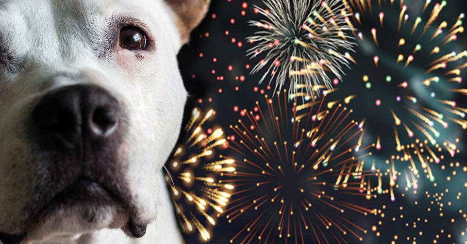 Animaux feux d'artifice - Getty