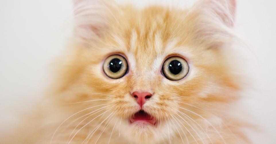 Les chats ont 276 expressions faciales différentes.