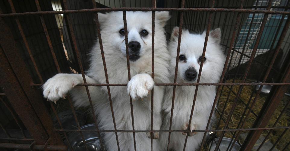 Le commerce de la viande de chien pour la consommation humaine interdit en Corée du Sud.